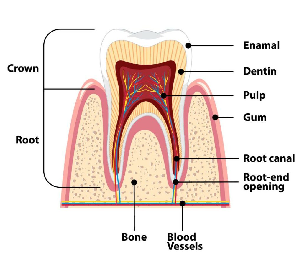 Parts of a Tooth: Unlock the Marvel of Tooth Anatomy in 2023